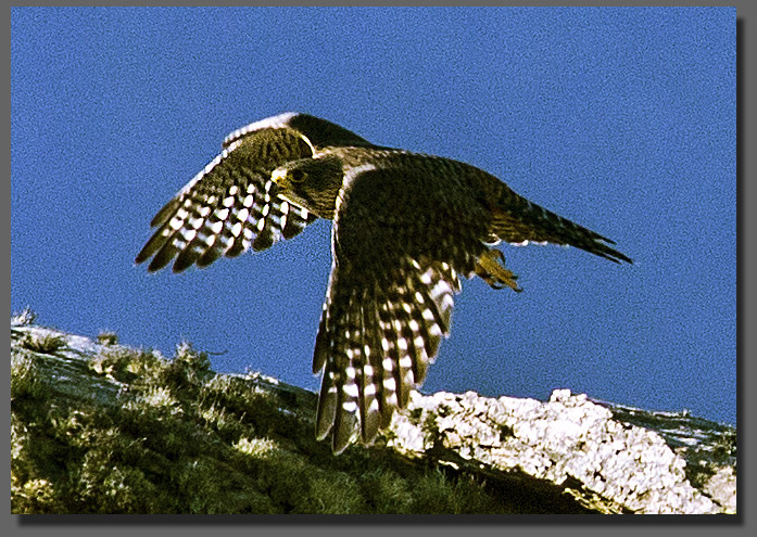 Wanaka Eco Encounters